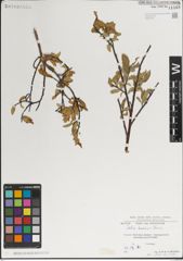 Foto von Salix karelinii Turcz. ex Stschegl.